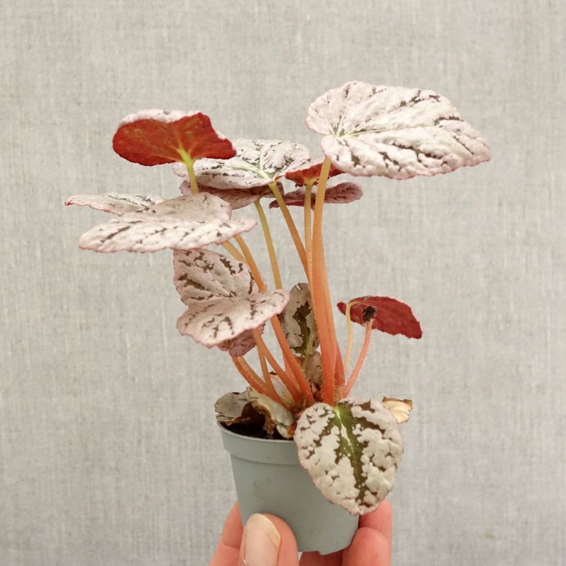 Begonia Rex Chayo Mini-plante sample as delivered in autumn