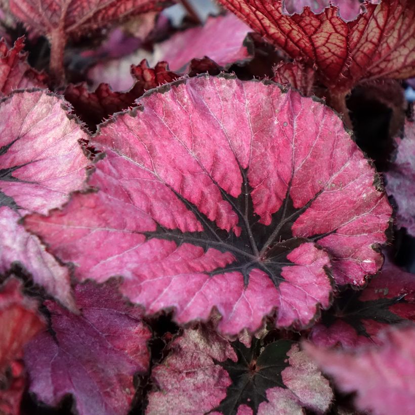 Begonia  'Spirit of Kwale' - Bégonia royal Spirit of Kwale (Foliage)