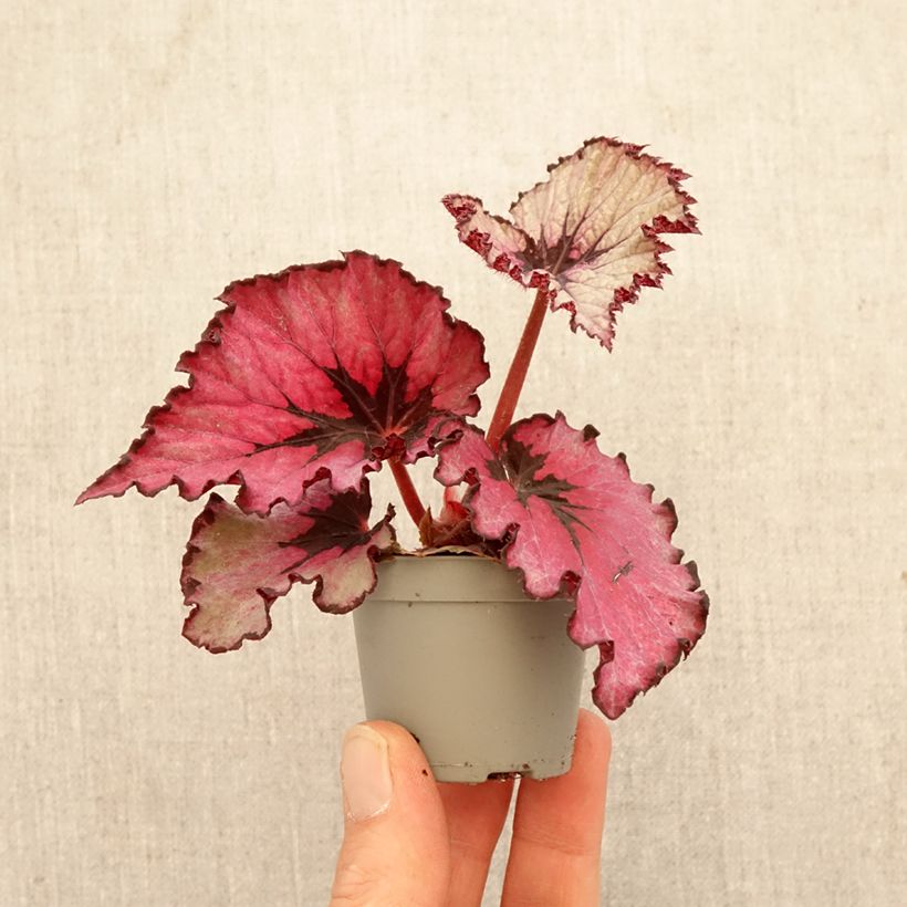 Begonia  'Spirit of Kwale' - Bégonia royal Spirit of Kwale mini plant sample as delivered in spring