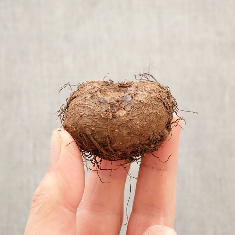 Begonia × tuberhybrida Sangria - Tuberous picotee begonia Bulb size 5+ sample as delivered in spring