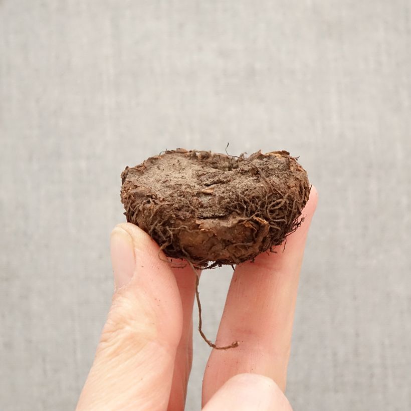 Begonia × tuberhybrida Red - Large-flowered tuberous begonia Bulb size 5+ sample as delivered in spring