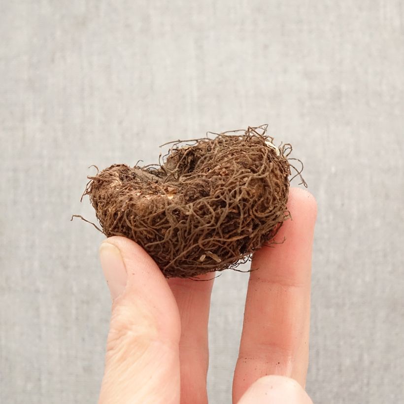 Double Begonia Superba White - Begonia × tuberhybrida Bulb size 5+ sample as delivered in spring