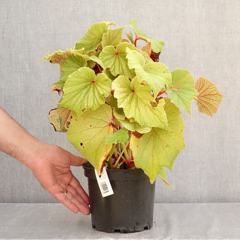 Begonia x grandis Torsa - Hardy Begonia 3L/4L pot sample as delivered in summer