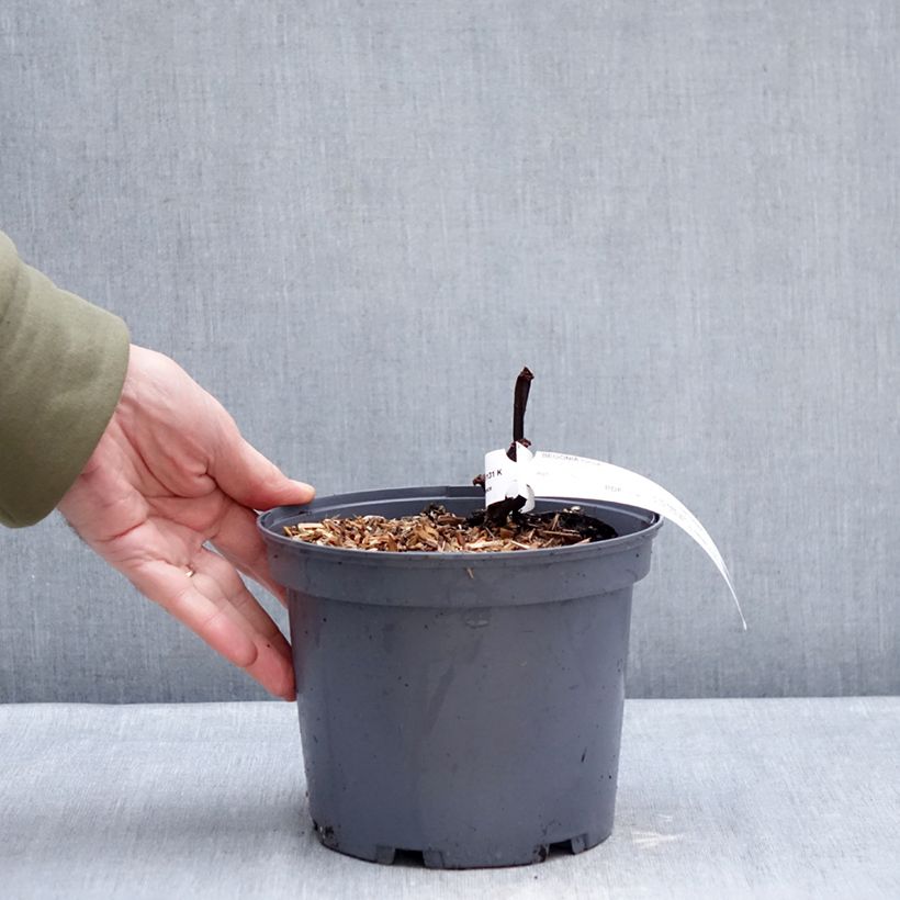 Begonia x grandis Torsa - Hardy Begonia 3L/4L pot sample as delivered in winter