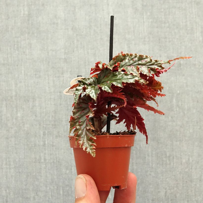 Begonia serratipetala mini plant sample as delivered in spring