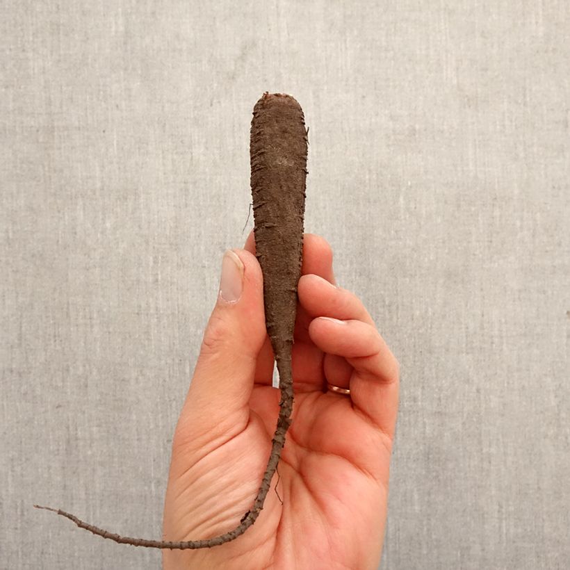 Mirabilis jalapa Bulb size I sample as delivered in spring