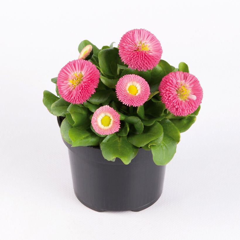 Bellis perennis Bellastar Compact Rose - Daisy (Plant habit)