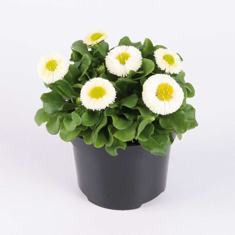 Bellis perennis Bellastar Compact White - Daisy (Plant habit)