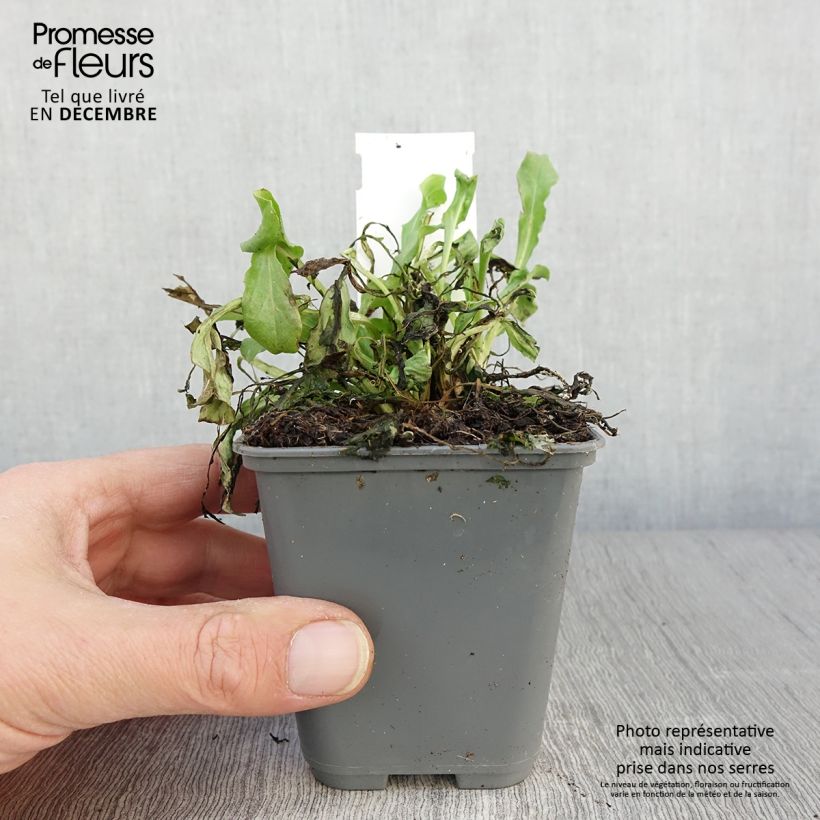Belis perennis Roze - Daisy 7/8 cm pot sample as delivered in autumn