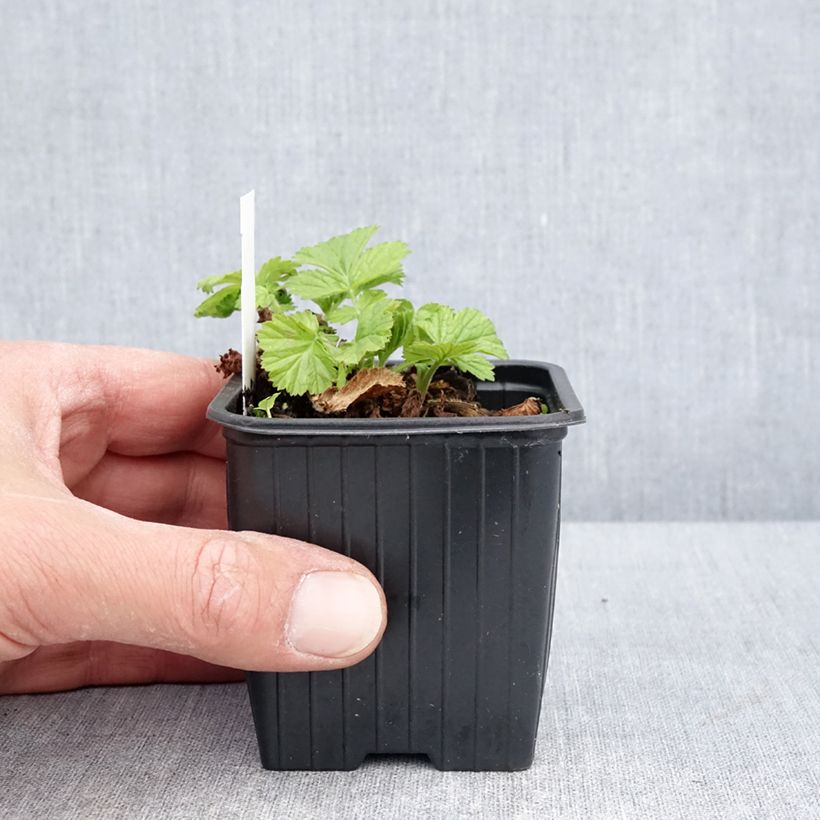 Geum rivale Coppertone 8/9 cm pot sample as delivered in spring