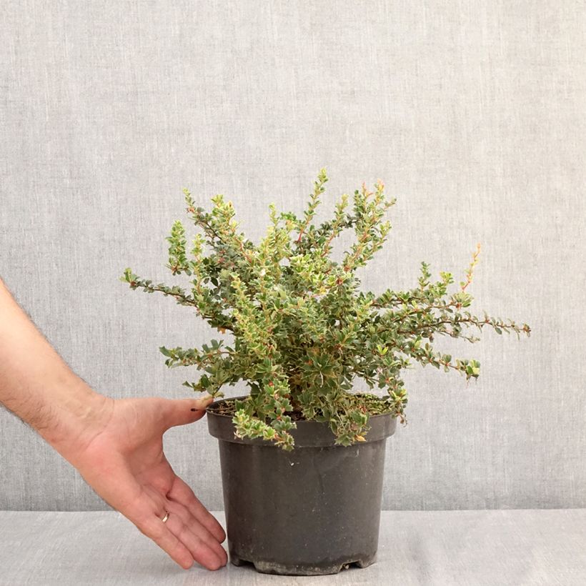 Berberis darwinii Compacta - Barberry 3L/4L pot sample as delivered in summer