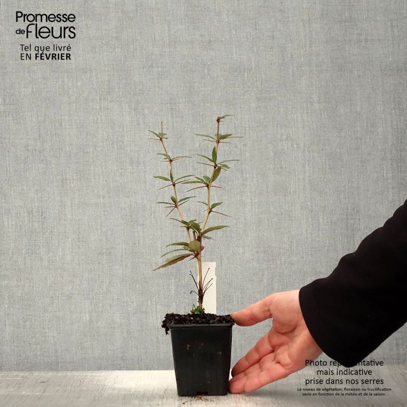 Berberis julianae - Saint Julians Barberry 8/9 cm pot sample as delivered in winter