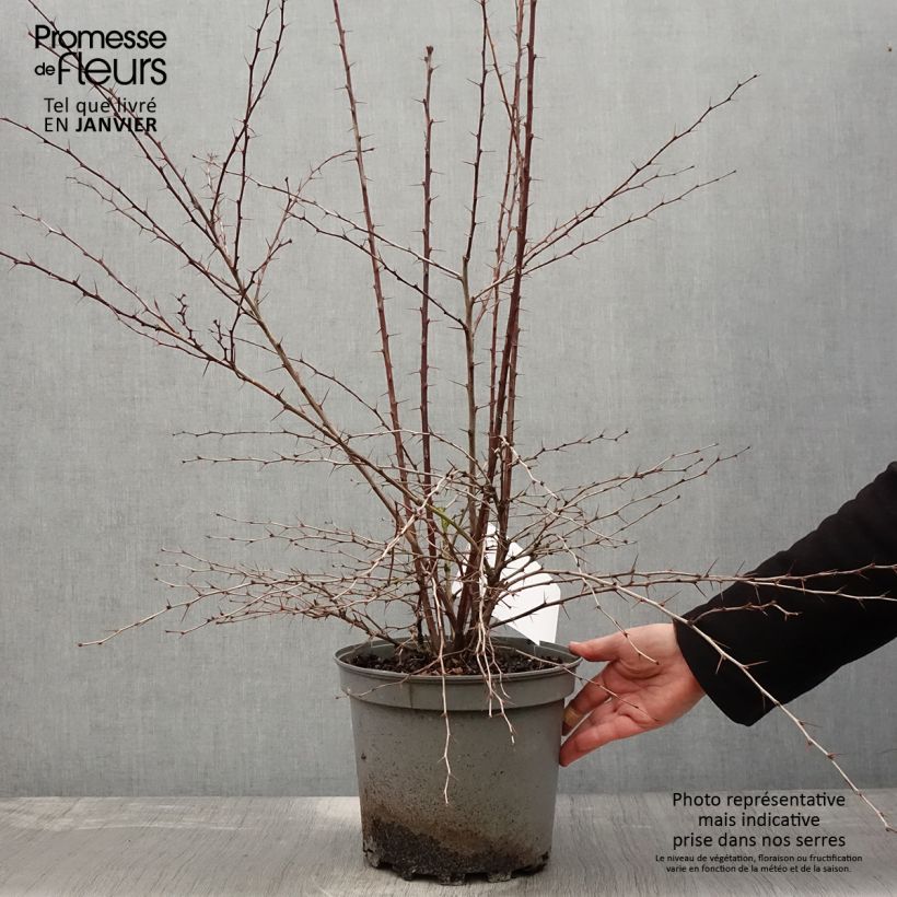 Berberis ottawensis Auricoma - Barberry 7.5L/10L pot sample as delivered in winter