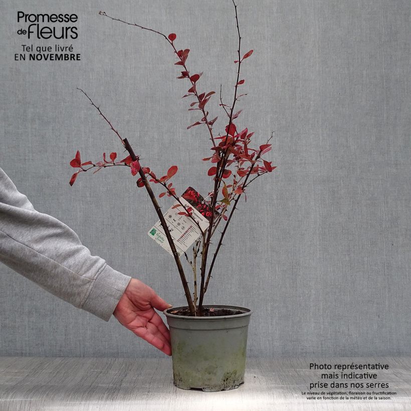 Berberis ottawensis Superba - Barberry 3L/4L pot sample as delivered in autumn