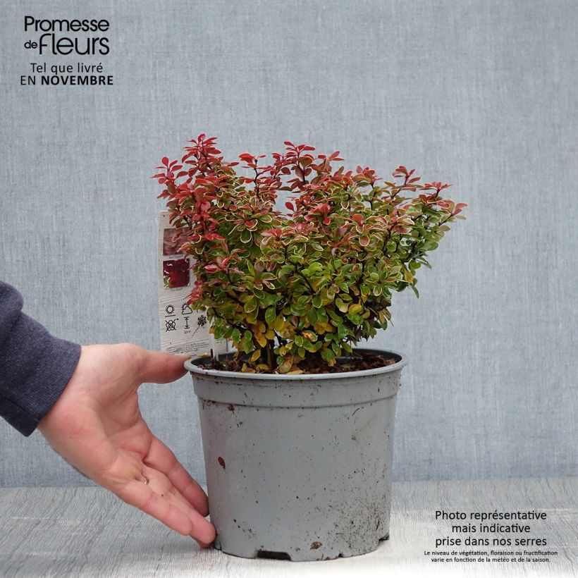 Berberis thunbergii Admiration - Barberry 2L/3L pot sample as delivered in autumn
