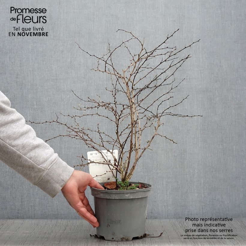 Berberis thunbergii Atropurpurea - Barberry 2L/3L pot sample as delivered in autumn