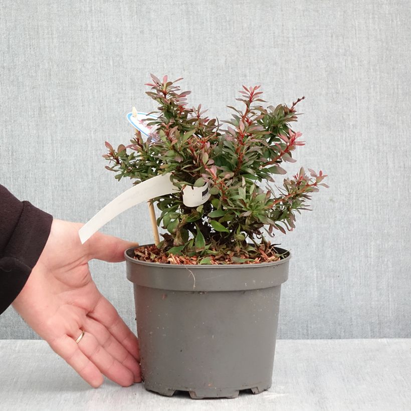Berberis thunbergii Bagatelle - Japanese barberry 2L/3L pot sample as delivered in autumn