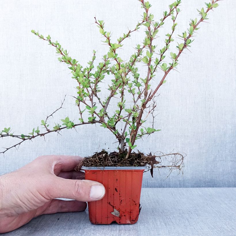 Berberis thunbergii Erecta 8/9 cm pot sample as delivered in spring