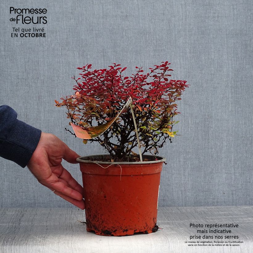 Berberis thunbergii Fireball - Barberry 2L/3L pot sample as delivered in autumn