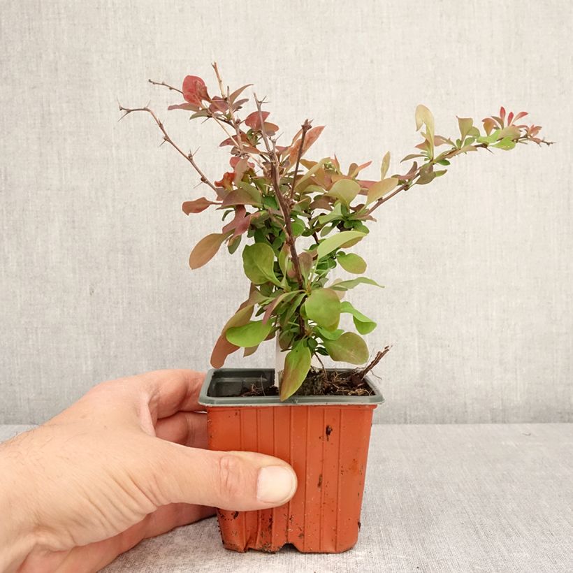 Berberis thunbergii Golden Ring 8/9 cm pot sample as delivered in spring