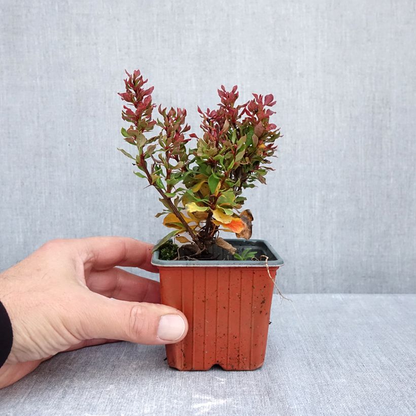 Berberis thunbergii Golden Ruby 8/9 cm pot sample as delivered in autumn