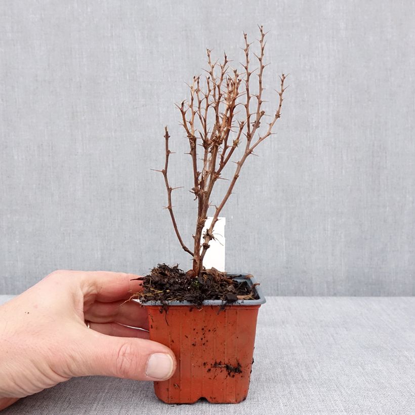 Berberis thunbergii Golden Torch 8/9 cm pot sample as delivered in winter