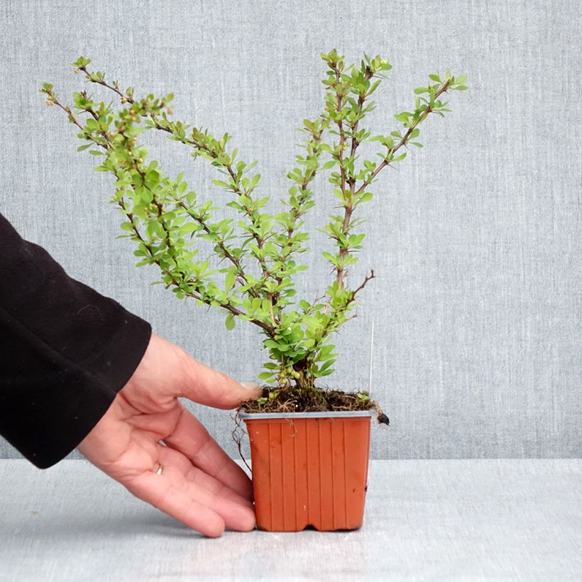 Berberis thunbergii Kelleriis 8/9 cm pot sample as delivered in spring