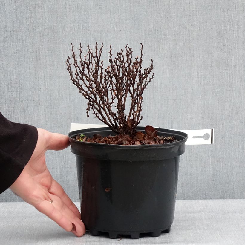 Berberis thunbergii Lutin Rouge - Barberry 2L/3L pot sample as delivered in winter