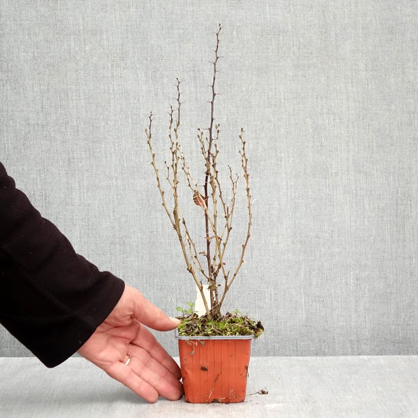 Berberis thunbergii Maria - Barberry 8/9 cm pot sample as delivered in autumn