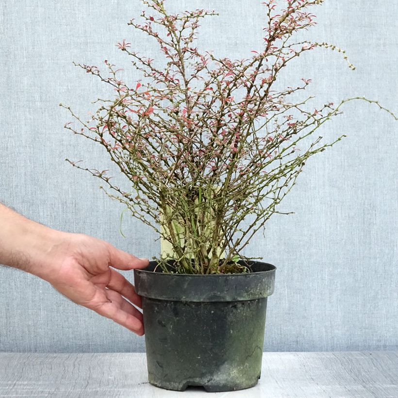 Berberis thunbergii Orange Dream - Barberry 2L/3L pot sample as delivered in summer
