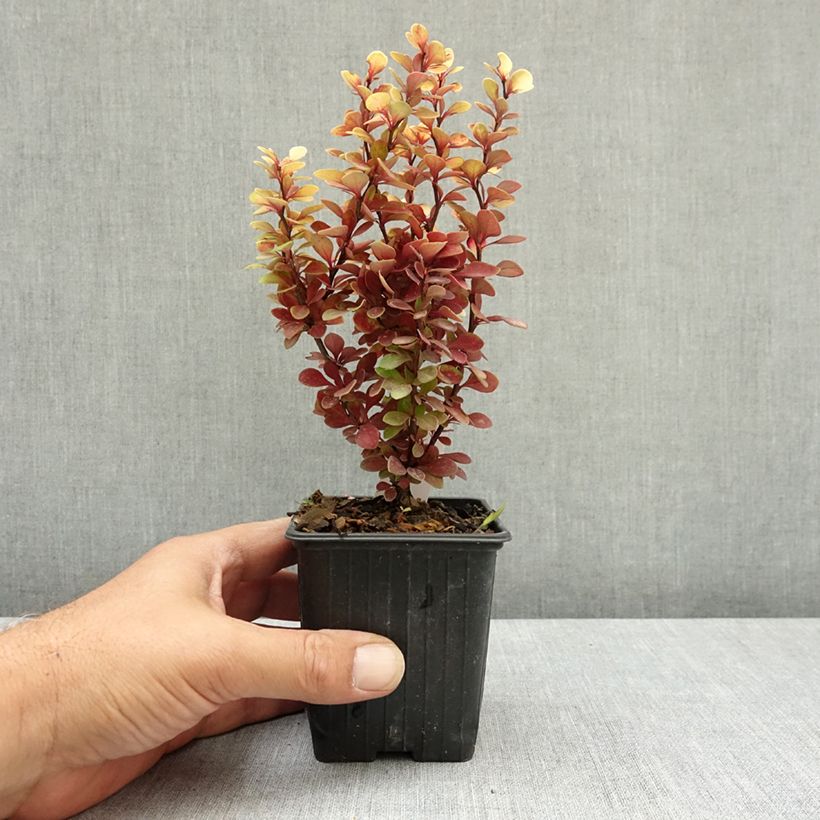 Berberis thunbergii Orange Torch  - Barberry 8/9 cm pot sample as delivered in summer