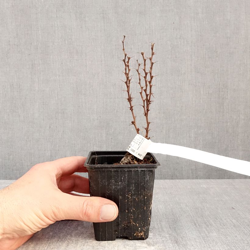 Berberis thunbergii Orange Torch  - Barberry 8/9 cm pot sample as delivered in winter