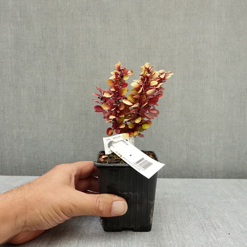 Berberis thunbergii Red Torch - Japanese barberry 8/9 cm pot sample as delivered in summer
