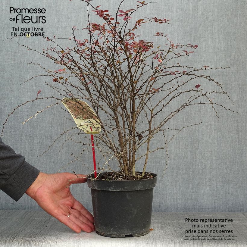 Berberis thunbergii Rosy Glow - Barberry 2L/3L pot sample as delivered in autumn
