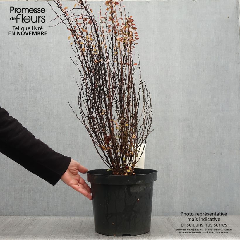 Berberis thunbergii Rosy Rocket - Barberry 7.5L/10L pot sample as delivered in autumn