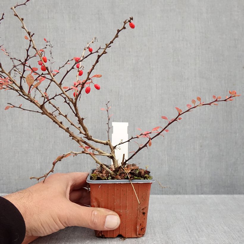 Berberis thunbergii Silver Beauty 8/9 cm pot sample as delivered in autumn