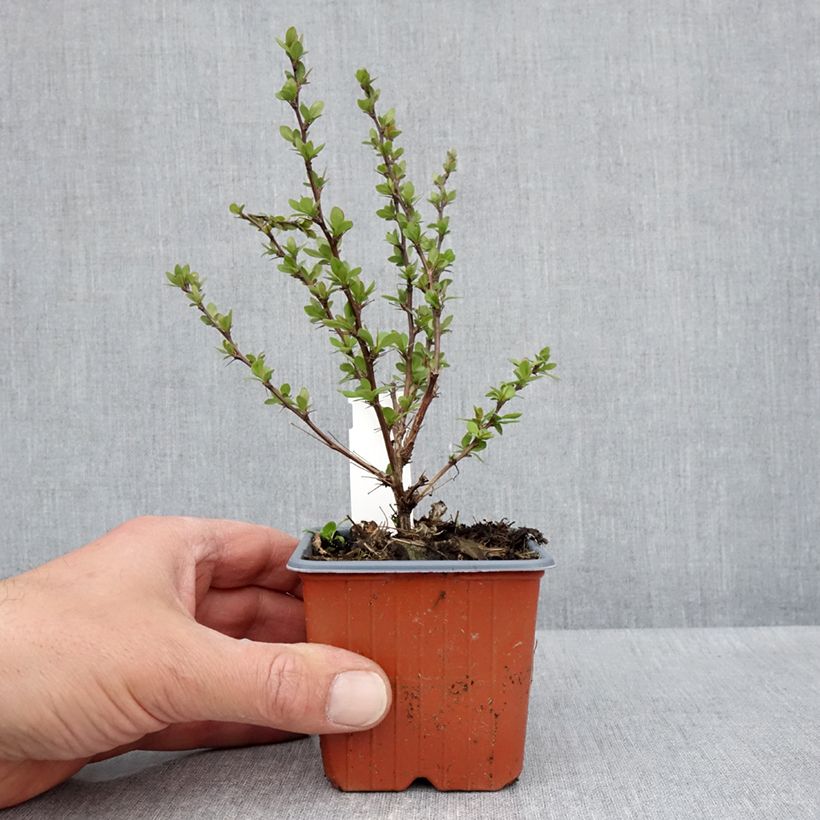 Berberis thunbergii Silver Beauty 8/9 cm pot sample as delivered in spring