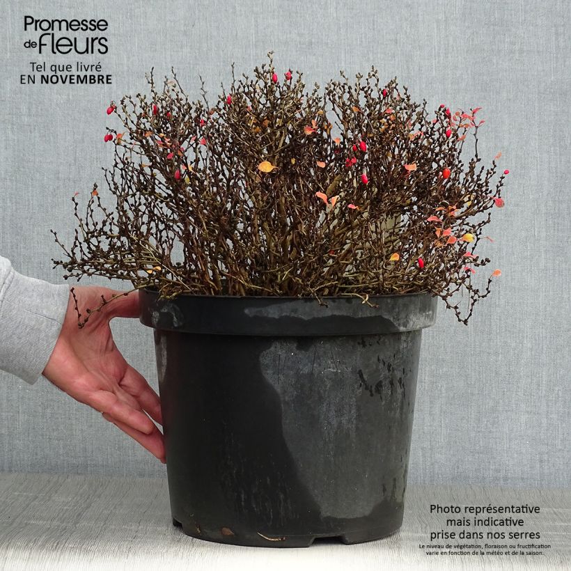 Berberis thunbergii Tiny Gold - Barberry 7.5L/10L pot sample as delivered in autumn