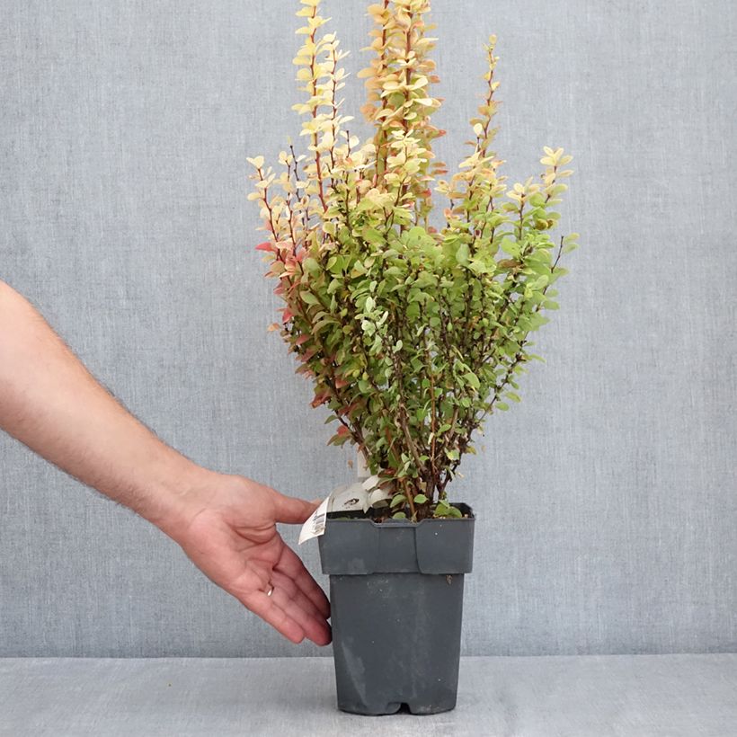 Berberis thunbergii Yellow Tower 2L/3L pot sample as delivered in summer