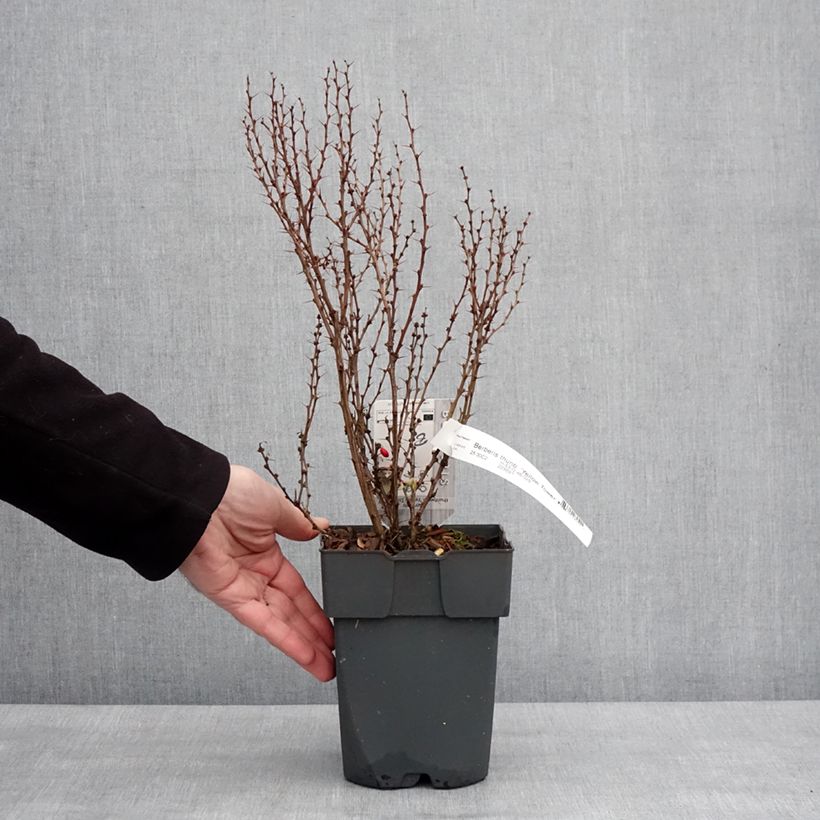 Berberis thunbergii Yellow Tower 2L/3L pot sample as delivered in winter