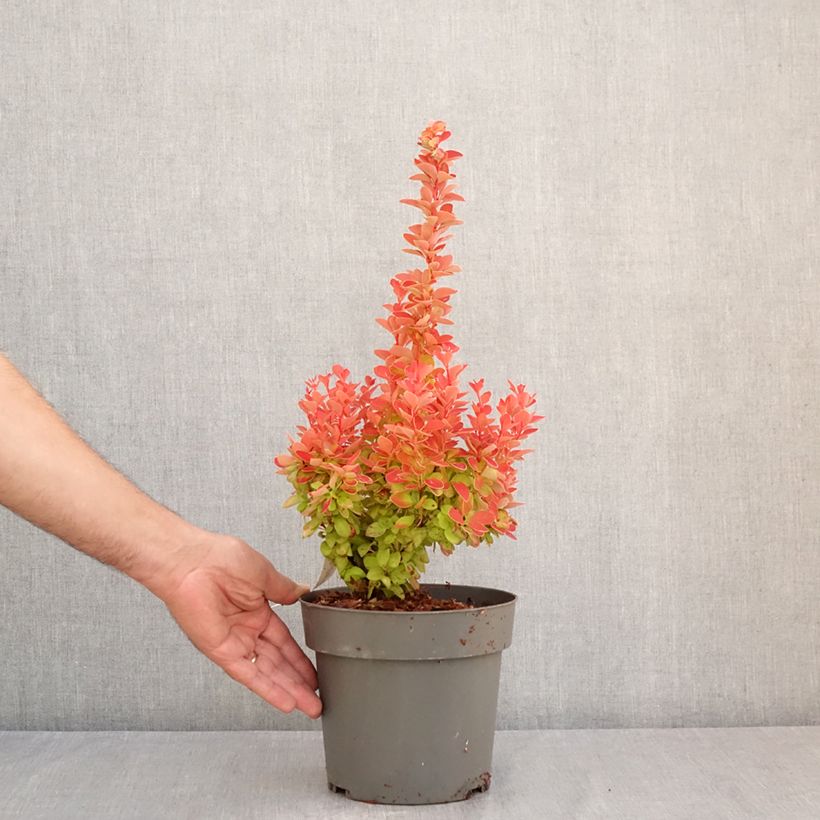 Berberis thunbergii Orange Ice - Barberry 2L/3L pot sample as delivered in summer
