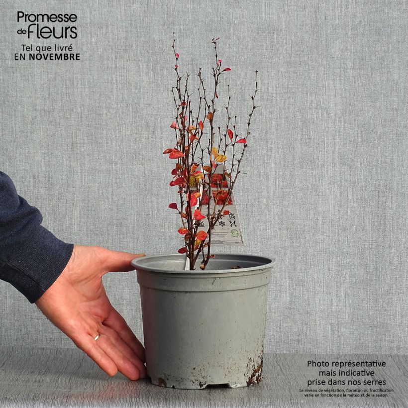 Berberis thunbergii Orange Ice - Barberry 2L/3L pot sample as delivered in autumn