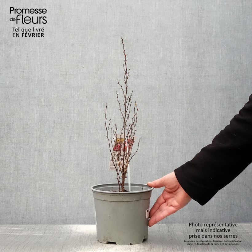 Berberis thunbergii Orange Ice - Barberry 2L/3L pot sample as delivered in winter