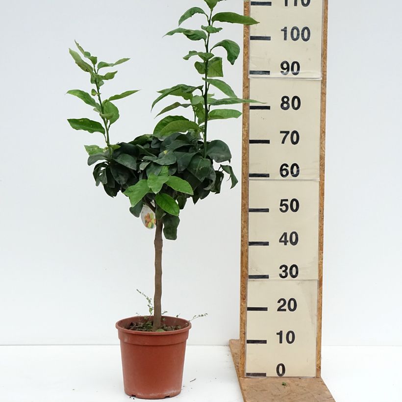 Citrus bergamia - Bergamot Orange 4L/5L pot, Quarter standard sample as delivered in autumn