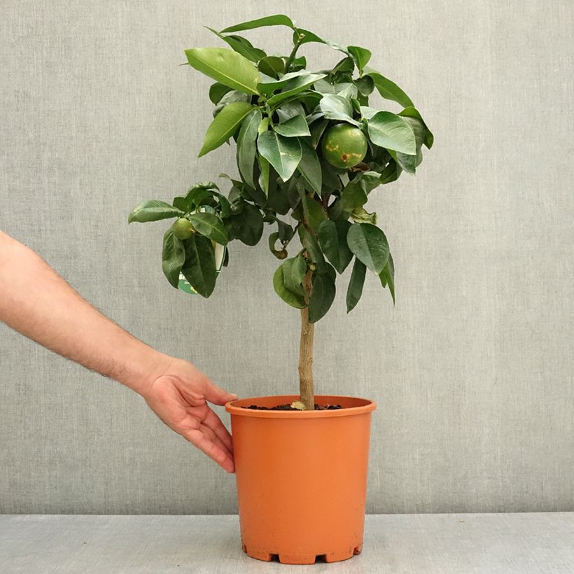Citrus bergamia - Bergamot Orange 4L/5L pot, Quarter standard sample as delivered in summer