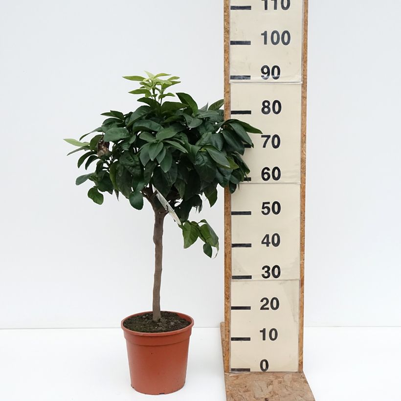 Citrus bergamia - Bergamot Orange 4L/5L pot, Quarter standard sample as delivered in winter