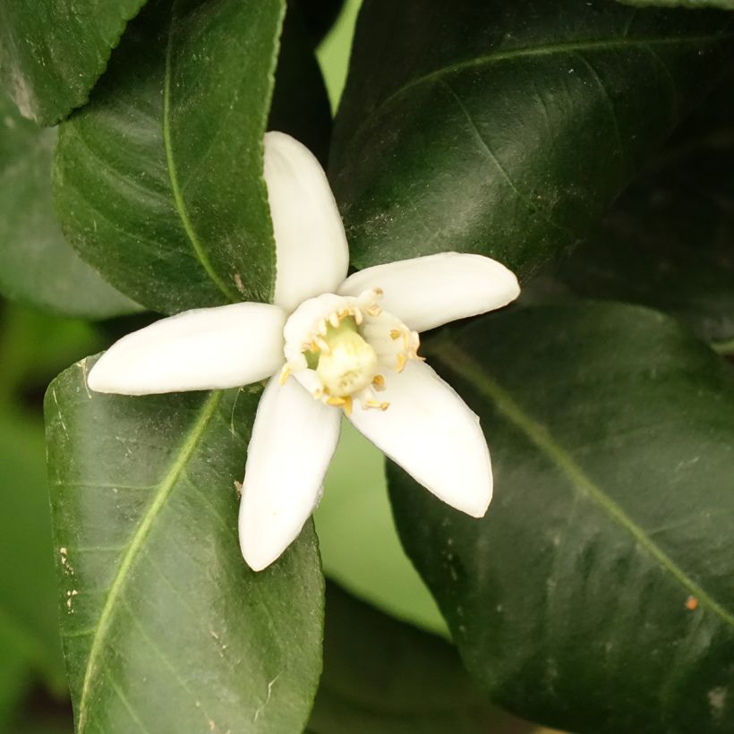 Citrus bergamia - Bergamot Orange (Flowering)