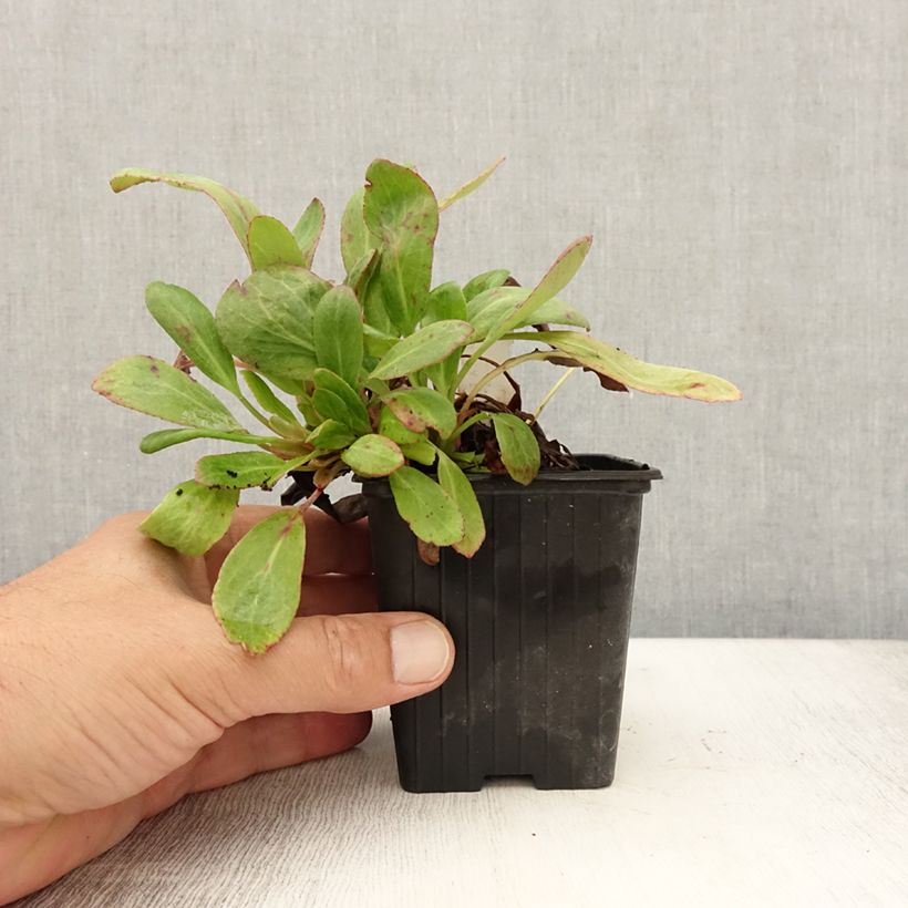 Bergenia Bach - Elephant's Ears 8/9 cm pot sample as delivered in summer