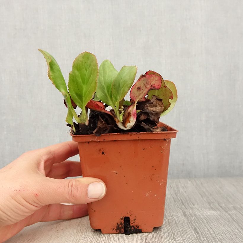 Bergenia Bressingham White - Elephant's Ears 1.5L/2L pot sample as delivered in spring