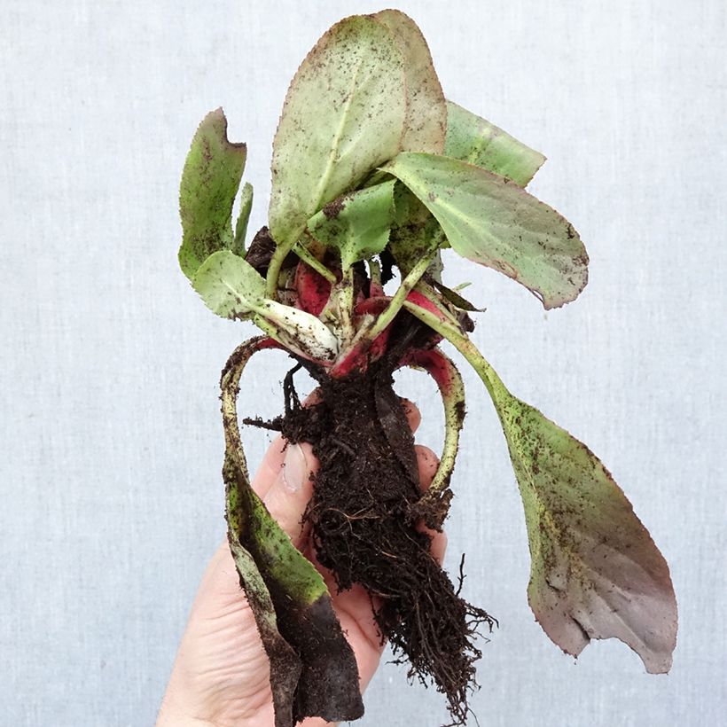 Bergenia Bressingham White - Elephant's Ears Bare root sample as delivered in winter
